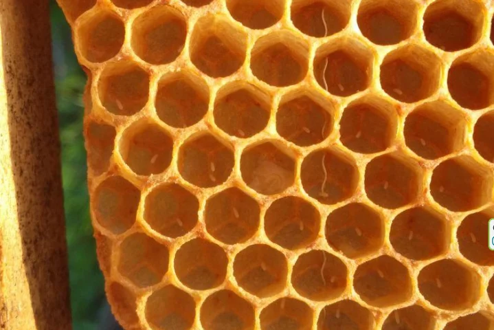 Jak dlouho trvá vývoj dělnice?